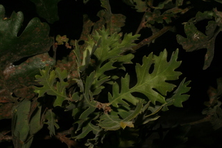 Quercus lobata, leaf - showing orientation on twig