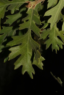 Quercus lobata, leaf - whole upper surface