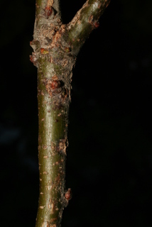 Quercus lobata, twig - close-up winter leaf scar/bud