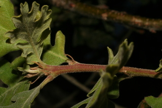 Quercus lobata, twig - orientation of petioles