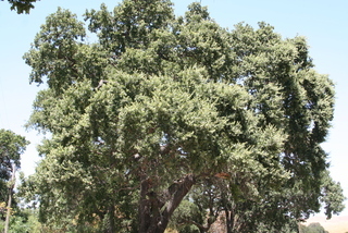 Quercus lobata, whole tree - general