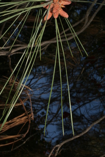 Pinus sabiniana, leaf - entire needle