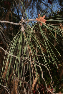Pinus sabiniana, leaf - showing orientation on twig