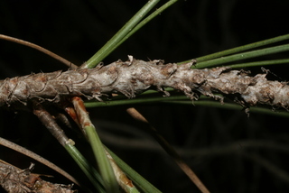 Pinus sabiniana, twig - after fallen needles