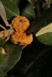 Quercus chrysolepis, fruit - lateral or general close-up