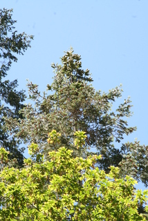 Abies concolor, cone - female - closed