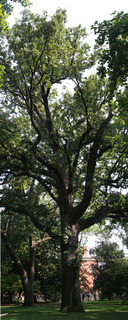 Quercus macrocarpa, whole tree or vine - general