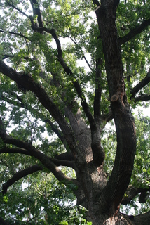 Quercus macrocarpa, whole tree or vine - view up trunk