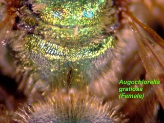 Augochlorella gratiosa, female, propodeum top