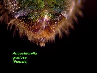 Augochlorella gratiosa, female, pygidial plate