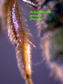 Augochlorella gratiosa, female, rear tibial spur