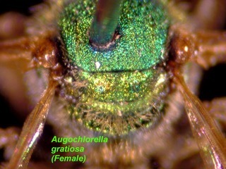 Augochlorella gratiosa, female, scutellum