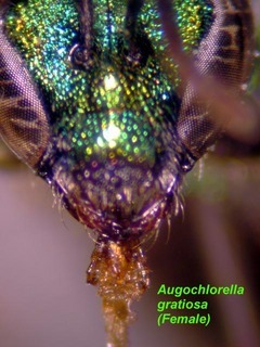 Augochlorella gratiosa, female, tongue