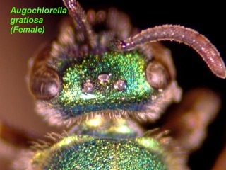 Augochlorella gratiosa, female, vertex