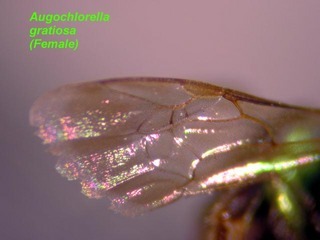Augochlorella gratiosa, female, wing