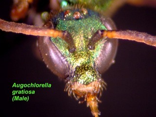 Augochlorella gratiosa, male, face
