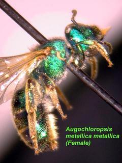 Augochloropsis metallica metallica, female, side