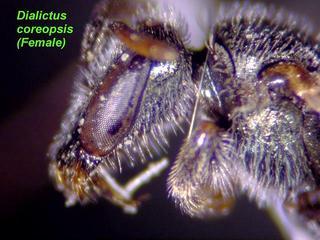 Lasioglossum coreopsis, female, face side