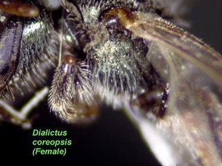 Lasioglossum coreopsis, female, mesepisternum side