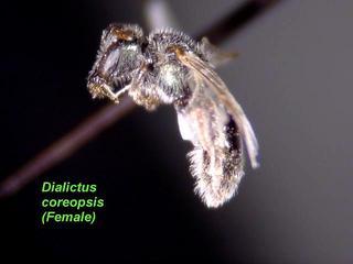 Lasioglossum coreopsis, female, side