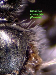 Lasioglossum coreopsis, female, tegulae