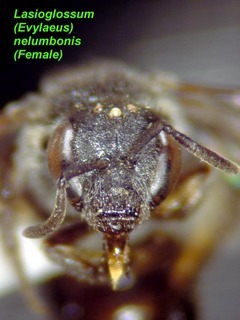 Lasioglossum nelumbonis, female, face