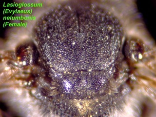 Lasioglossum nelumbonis, female, scutellum
