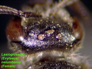 Lasioglossum nelumbonis, female, vertex
