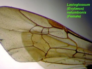 Lasioglossum nelumbonis, female, wing