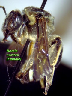 Nomia nortoni, female, side