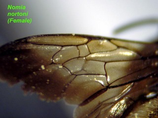 Nomia nortoni, female, wing