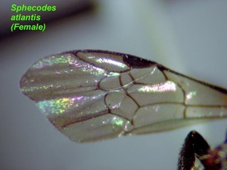 Sphecodes atlantis, female, wing