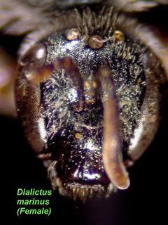 Lasioglossum marinum, female, face