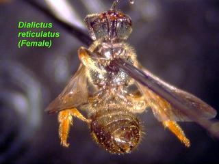 Lasioglossum reticulatum, female, below