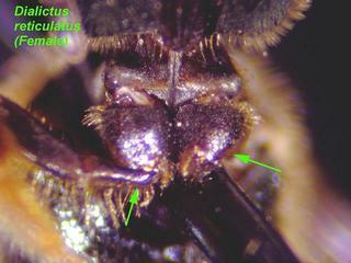 Lasioglossum reticulatum, female, front coxa trochanter