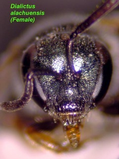 Lasioglossum alachuense, female, face