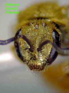 Lasioglossum vierecki, female, face