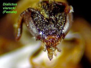 Lasioglossum vierecki, female, face