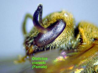Lasioglossum vierecki, female, face side