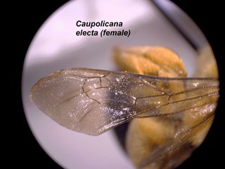 Caupolicana electa, female, wing