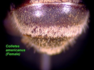 Colletes americanus, female, rear