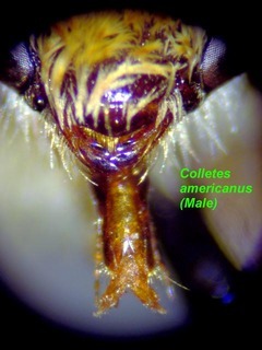 Colletes americanus, male, mandible