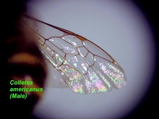 Colletes americanus, male, wing