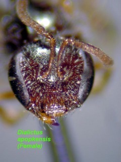 Lasioglossum apopkense, female, face