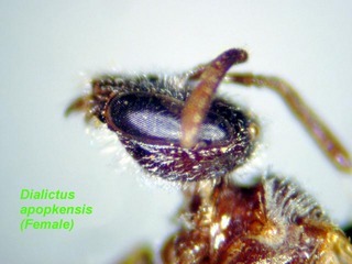 Lasioglossum apopkense, female, face side