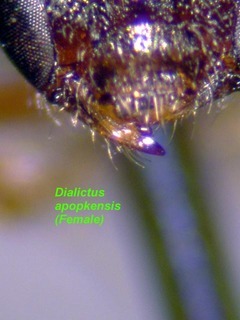 Lasioglossum apopkense, female, mandible