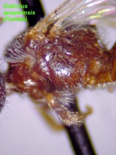 Lasioglossum apopkense, female, mesepisternum side