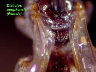 Lasioglossum apopkense, female, scutellum