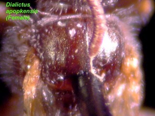 Lasioglossum apopkense, female, scutum