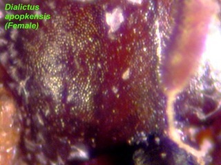 Lasioglossum apopkense, female, scutum close